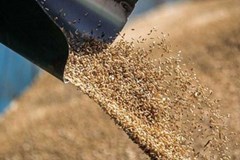 تنش میان اوکراین و روسیه عامل بی ثباتی در بازار غلات